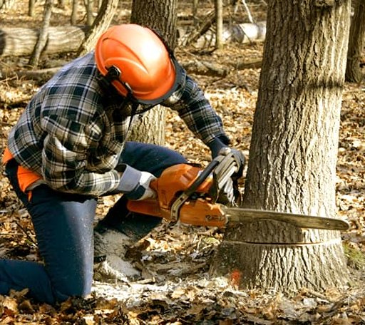 Tree Removal in Fellows, CA